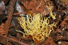 Ramariopsis cremicolor