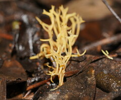 Ramariopsis cremicolor