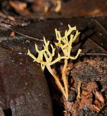 Ramariopsis cremicolor