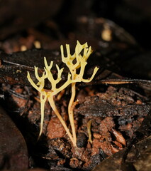 Ramariopsis cremicolor