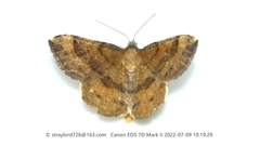 Devenilia corearia