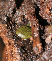 Chlorencoelia versiformis