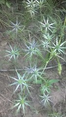 Eryngium hookeri