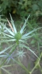 Eryngium hookeri