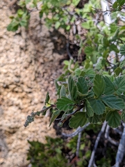 Holodiscus discolor microphyllus