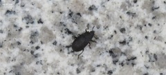 Heterotarsus carinula