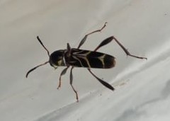 Cotyclytus lebasii