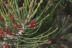 Allocasuarina paradoxa