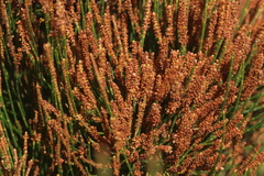 Allocasuarina paradoxa