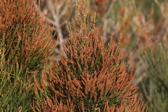 Allocasuarina paradoxa