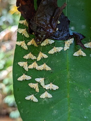 Tetrernia teminitis