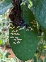 Tetrernia teminitis