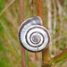 Heath Snail - Photo (c) Eskling, some rights reserved (CC BY-ND)