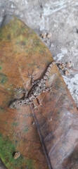 Cnemaspis goaensis
