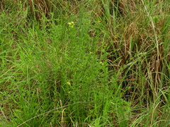 Hypericum cistifolium