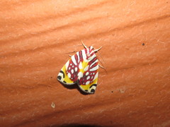 Sinna calospila
