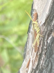 Schistocerca alutacea