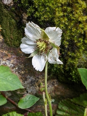 Rubus nepalensis