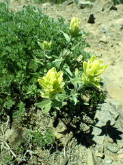 Castilleja elmeri