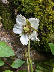 Rubus nepalensis