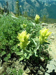 Castilleja elmeri