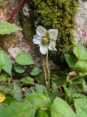 Rubus nepalensis