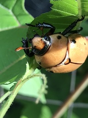 Pelidnota punctata