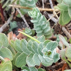 Hypericum tomentosum