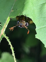 Pelidnota punctata