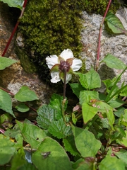 Rubus nepalensis