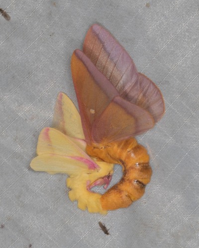 Rosy Maple Moth, photo 7 of 7