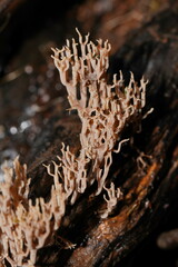 Artomyces austropiperatus