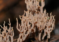 Artomyces austropiperatus
