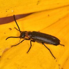 Nemognatha nemorensis