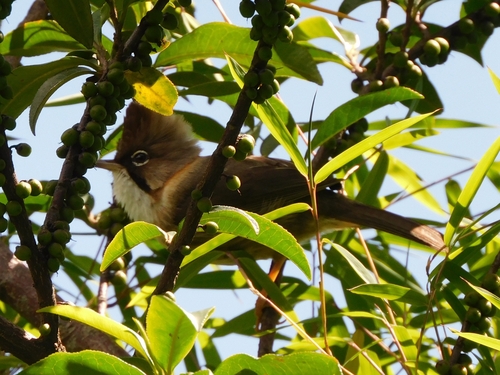 Whiskered Yuhina (Yuhina flavicollis), photo 8