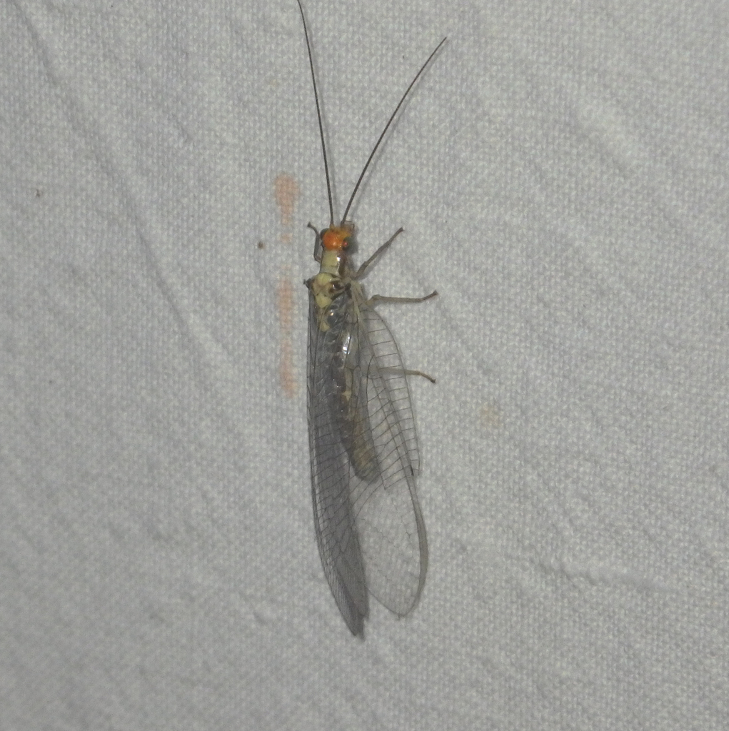 scarce orange-headed lacewing