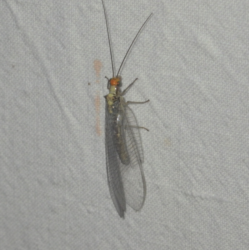 scarce orange-headed lacewing