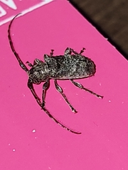Ecyrus
