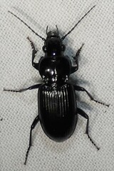 Pterostichus ebeninus