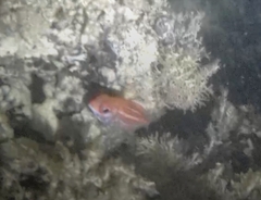 Sargocentron coruscum