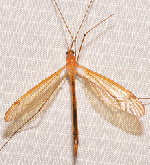 Nephrotoma cingulata