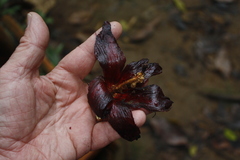 Hibiscus elatus