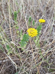 Achillea ageratum