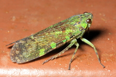 Echetra