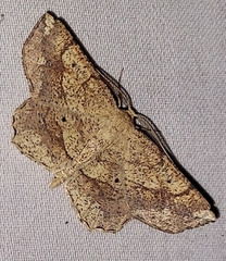 Euchlaena deplanaria