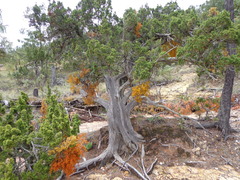 Juniperus durangensis