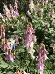 Hedysarum occidentale