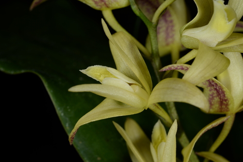 Gagnepainii Orchid