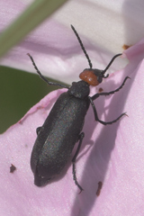 Epicauta atrata