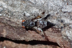 Pseudotephritis vau